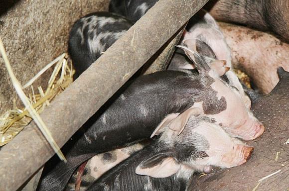 Restauracja Ostromecka